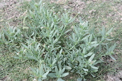 Heliotropium curassavicum